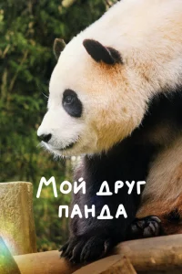 Мой друг панда Мой друг панда
